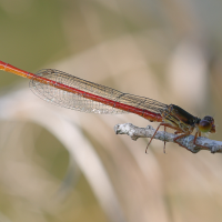 ceriagrion_tenellum4md (Ceriagrion tenellum)