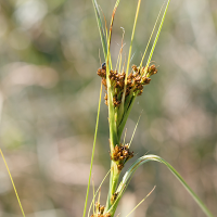 cladium_mariscus7md (Cladium mariscus)