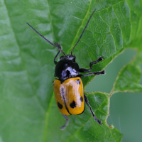 Cryptocephalus imperialis (Cryptocéphale impérial, Cagoule de Reims)