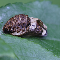 Satyrium pruni (Thécla de l'épine-noire, Thécla du coudrier)