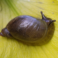 Oxyloma elegans (Ambrette élégante)