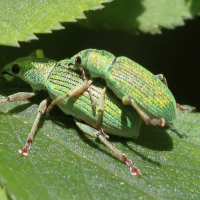 Polydrusus formosus (Charançon vert soyeux)
