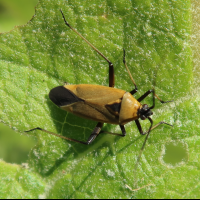 calocoris_nemoralis5md (Calocoris nemoralis)