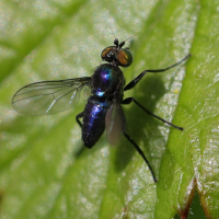 Chrysotus laesus (Mouche, Moucheron)