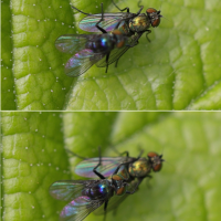 chrysotus_laesus2md (Chrysotus laesus)