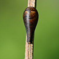 episyrphus_balteatus_pup1md (Episyrphus balteatus)