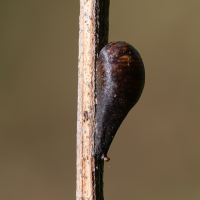 episyrphus_balteatus_pup2md (Episyrphus balteatus)