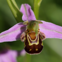 ophrys_apifera8md