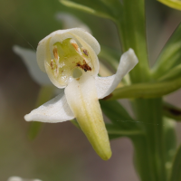 platanthera_chlorantha7md