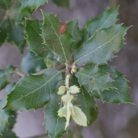 quercus_ilex4md