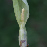 arum_italicum4md (Arum italicum)