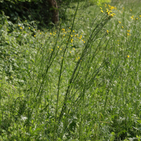 Crepis biennis (Crépis bisannuel, Crépide bisannuell)