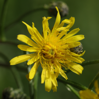 crepis_biennis3md (Crepis biennis)