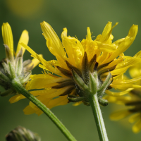 crepis_biennis4md (Crepis biennis)