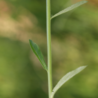 campanula_rapunculus3md (Campanula rapunculus)