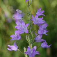 campanula_rapunculus4md (Campanula rapunculus)