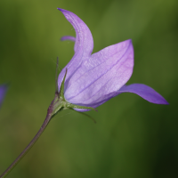 campanula_rapunculus5md (Campanula rapunculus)