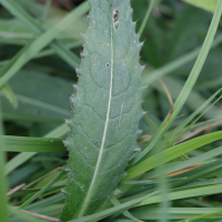 cirsium_dissectum6md (Cirsium dissectum)