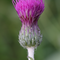 cirsium_dissectum7md (Cirsium dissectum)