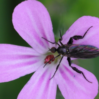 Empis pennipes (Mouche)