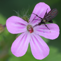 empis_pennipes2md (Empis pennipes)