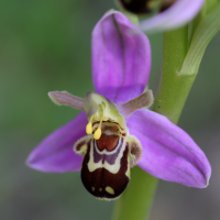 ophrys_apifera9md