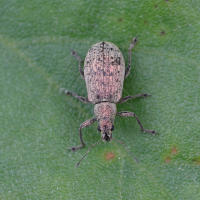 Polydrusus cervinus (Charançon)