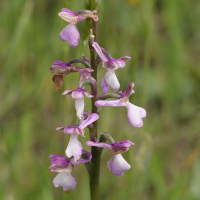 anacamptis_morio11md (Anacamptis morio)