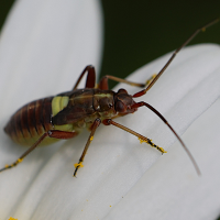 calocoris_roseomaculatus_juv1mdjpg (Calocoris roseomaculatus)