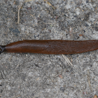 Arion vulgaris (Loche méridionale)