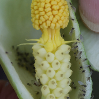 arum_italicum7md
