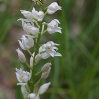 cephalanthera_longifolia5md (Cephalanthera longifolia)