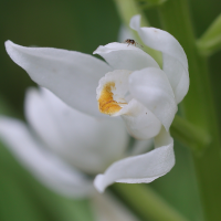 cephalanthera_longifolia6md (Cephalanthera longifolia)