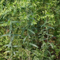 Euphorbia lathyris (Euphorbe épurge)