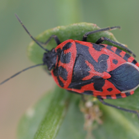 eurydema_ventralis3md