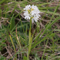 anacamptis_pyramidalis8md (Anacamptis pyramidalis)