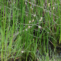 eleocharis_palustris2md (Eleocharis palustris)