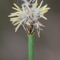 eleocharis_palustris3md (Eleocharis palustris)