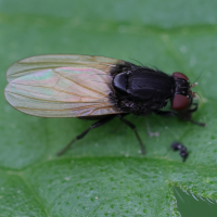 Minettia longipennis (Mouche)