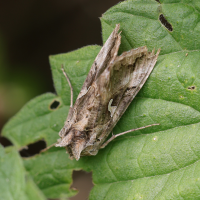 autographa_gamma7md (Autographa gamma)