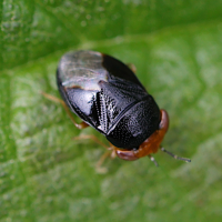 geocoris_erythrocephalus2md