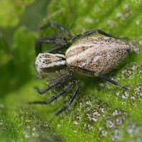 oxyopes_lineatus2md