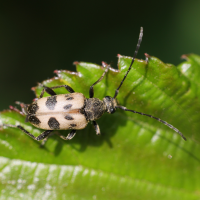 pachytodes_cerambyciformis4md