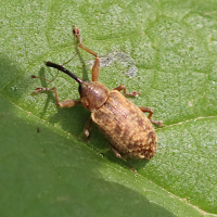 dorytomus_longimanus2bd (Dorytomus longimanus)