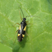 dryophilocoris_flavoquadrimaculatus4bd