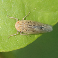 Psammotettix confinis (Cicadelle)