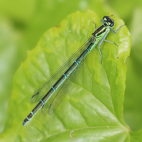 coenagrion_puella5bd (Coenagrion puella)