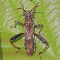 camptopus_lateralis4bd (Camptopus lateralis)