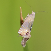 Glyphipterix thrasonella (Papillon)