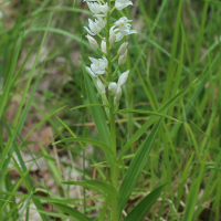 cephalanthera_longifolia7bd (Cephalanthera longifolia)